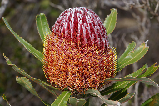 Close-up of the endemic red Firewood Banksia flower (Banksia menziesii) in springtime in Southwest Western Australia