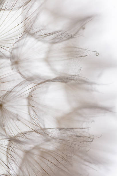 istock Abstract dandelion macro flower background. Seed macro closeup. Soft focus 1407639832
