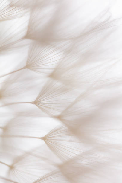 istock Abstract dandelion macro flower background. Seed macro closeup. Soft focus 1407640390