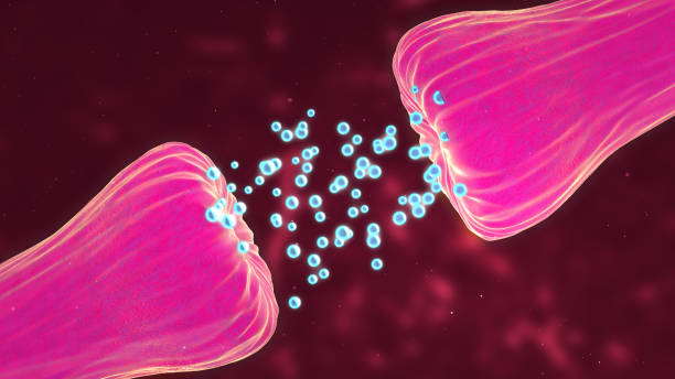 neuronal and synapse activity animation showing chemical messengers or neurotransmitters released. neurons showing neuroactivity, synapses, neurotransmitters, brain, axons. - medical animation imagens e fotografias de stock