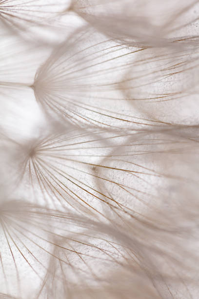 istock Abstract dandelion macro flower background. Seed macro closeup. Soft focus 1407640710