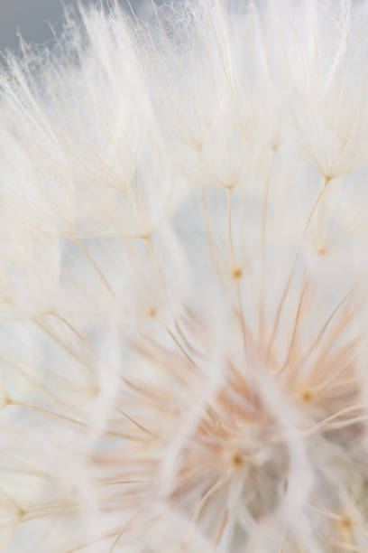istock Abstract dandelion macro flower background. Seed macro closeup. Soft focus 1407641130