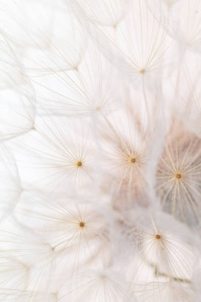 istock Abstract dandelion macro flower background. Seed macro closeup. Soft focus 1407641463