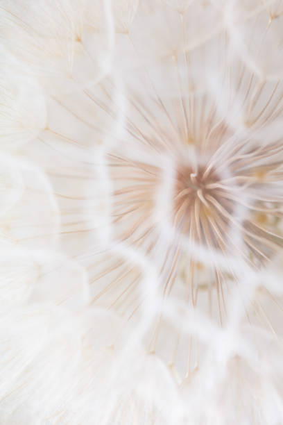 istock Abstract dandelion macro flower background. Seed macro closeup. Soft focus 1407641469