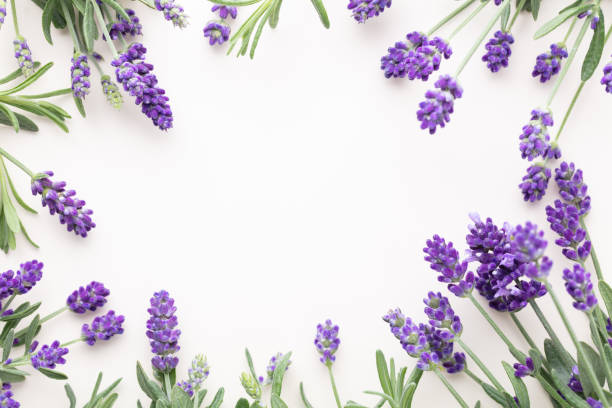 istock Flowers composition, frame made of lavender flowers on pastel background. 1407641473