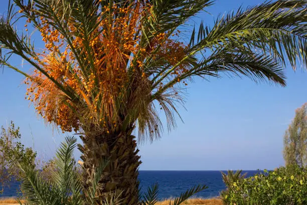The seaside village of Pomos, with Date-palm (Phoenix canariensis) by the sea, Akron Pomos, Paphos District, Cyprus