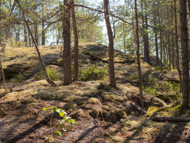 istock landscape with rocks in the forest 1407645078