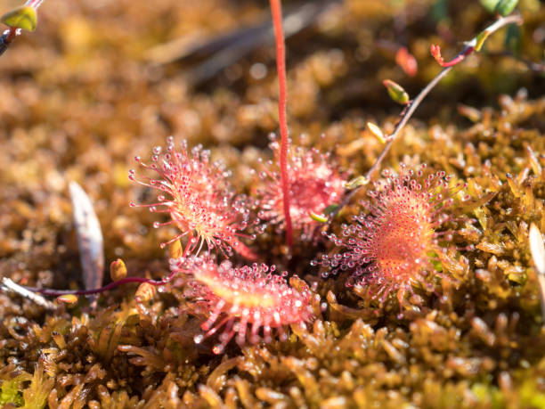 istock sundew flowers in the swamp 1407645689