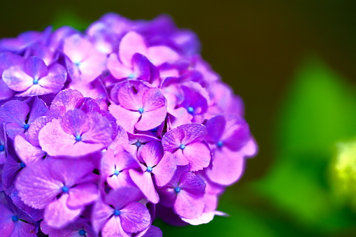 Taken at the park of Funabashi city, Pref.Chiba,Japan,  on the 18th of June,2022.\nHydrangea means \