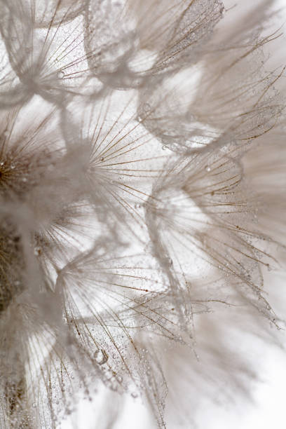 istock Abstract dandelion macro flower background. Seed macro closeup. Soft focus 1407646675