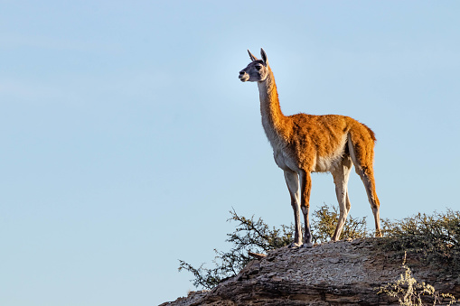 A majestic guanaco watches over the wilderness of Ischigualasto Park
