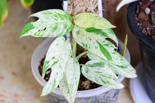 istock Fresh Leaf of epipremnum pinnatum marble plant in a pot 1407647603