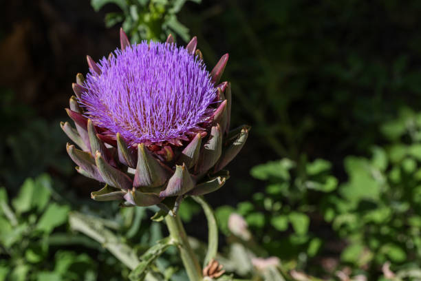 자연에서 아티 초크 보라색 꽃의 가까운 전망 - purple artichoke 뉴스 사진 이미지