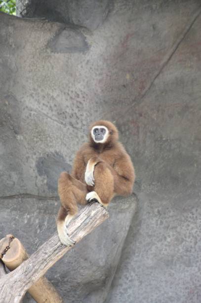 istock monkey in country farm 1407648899