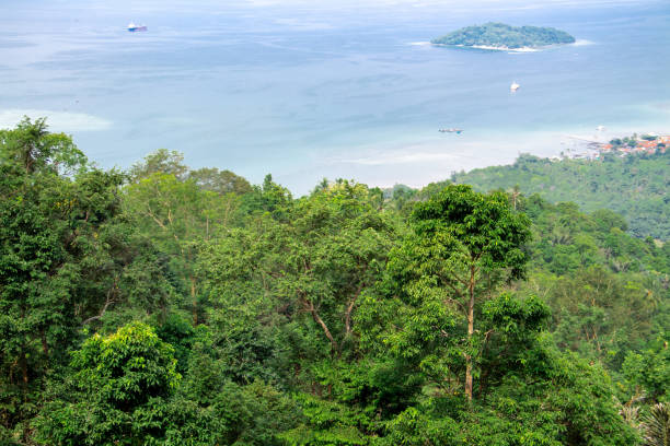 istock The treetops in the mountains 1407649571