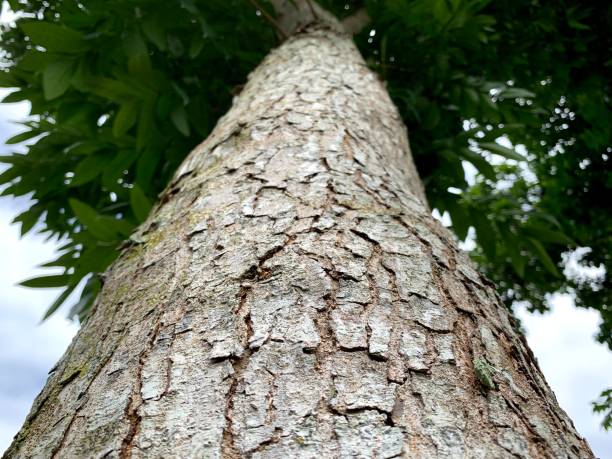 istock big mahogany tree with dense green leaves 1407649598