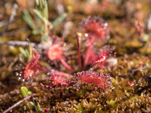 istock sundew flowers in the swamp 1407650726