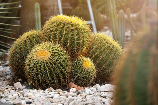 istock Beautiful round echinocactuses with yellow thorns growing in a garden 1407651518