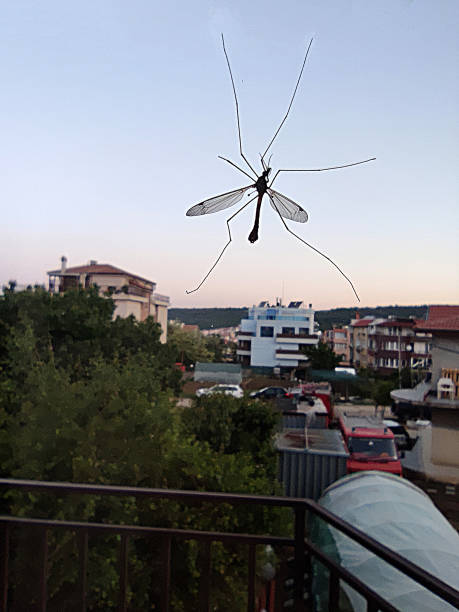 istock A large grass mosquito on a window pane in close-up 1407653892