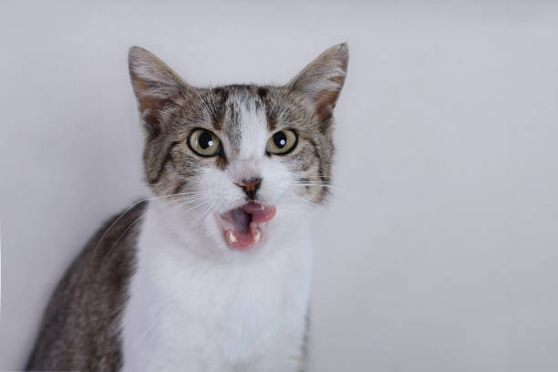 istock Angry little gray brown Cat. 1407653903