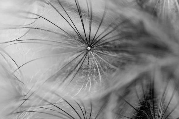 istock black and white dandelion seed close-up on blurred background, airy and fluffy wallpaper, dandelion fluff wallpaper, macro 1407653910
