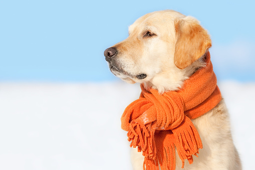 Golden retriever wearing orange scarf sitting in snow in sunny winter weather. Pets care Concept
