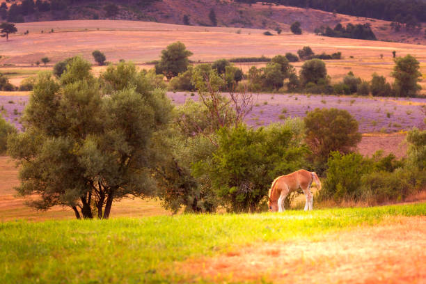 Small horse, cute foal on the pasture, horse theme