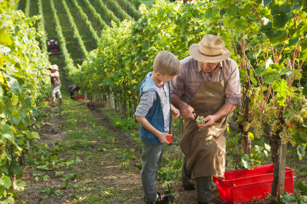 dziadek i wnuk w dużej winnicy - family grape zdjęcia i obrazy z banku zdjęć