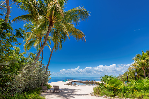 Palm trees on Paradise beach and pier in tropical island, Key Largo, Florida