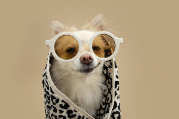 funny pomeranian dog summer ready for bath wrapped with a towel and sunglasses. isolated on beige background - undomesticated cat fotos imagens e fotografias de stock
