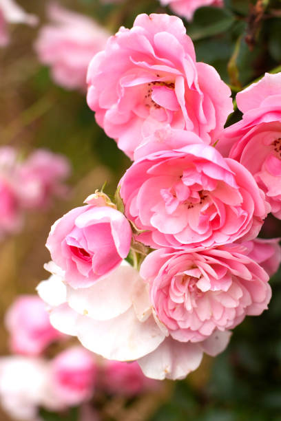 istock Pink blooming roses with buds 1407657873