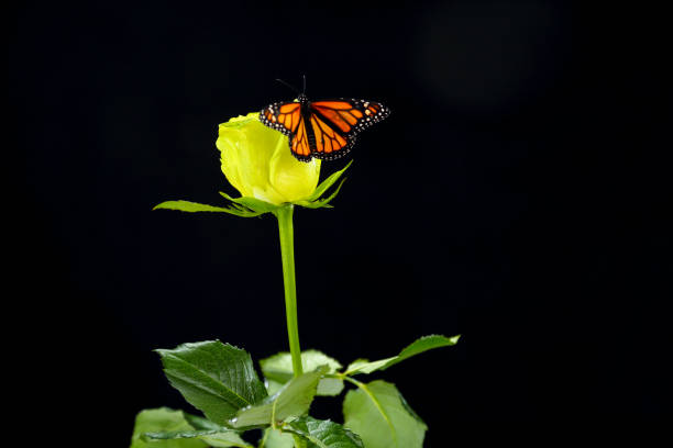 istock Monarch butterfly on a yellow rose 1407659029