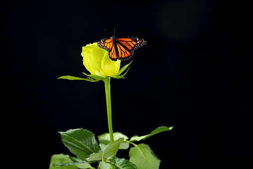 Butterfly sitting on a yellow rose isolated on black. Monarch butterfly on black background.