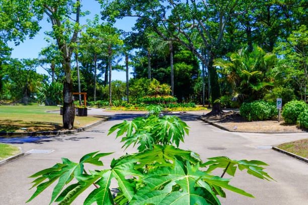 ботанический сад мияко с тропическим настроением циндао субтропический ботанический сад - яссы стоковые фото и изображения