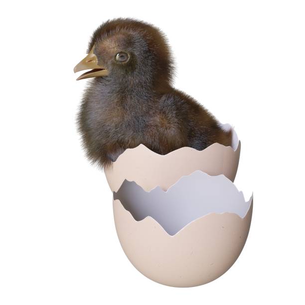 istock Newborn chick 3d illustration isolated white background 1407660214
