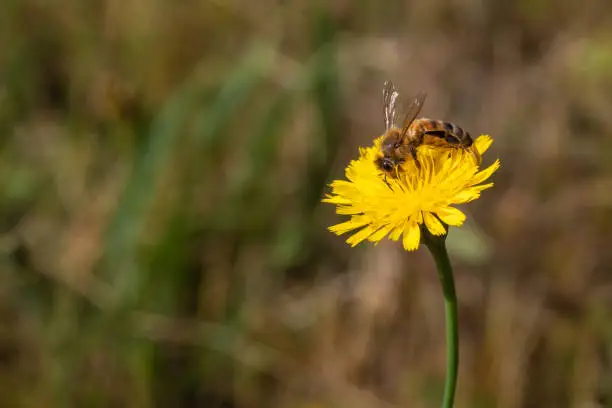 Photo of The bee pollinating a flower. Pollination is an essential part of plant reproduction.