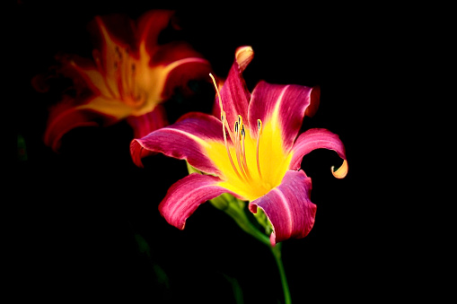 Isolated daylily image created by using portrait mode, stage light on a mobile device