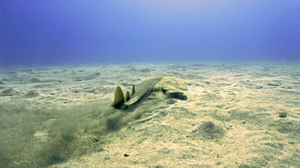 istock Angel shark swimming 1407663928