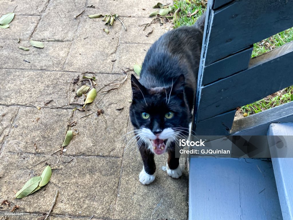 Black-and-white cat with mouth open A large black-and-white Domestic Shorthair cat with piercing green eyes stands with its mouth open next to an outdoor staircase.  The cat is looking straight up and has his mouth wide open as if he is about to talk. Most of the cat's face and ears are covered by black fur, with white fur under it's nose. This makes it look like it is wearing a batman mask. It is an amusing photo and the cat looks like it is quite a character. Animal Stock Photo