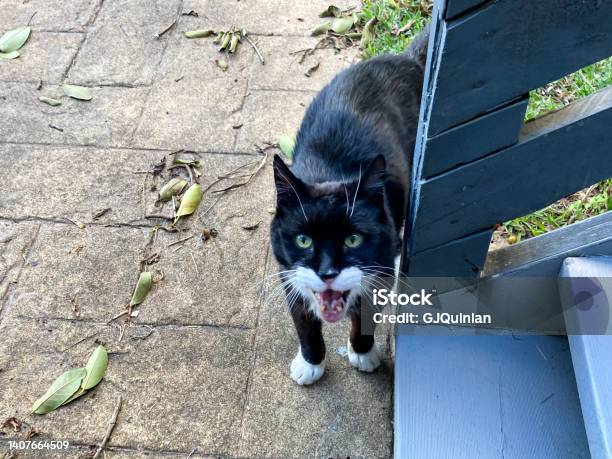 Blackandwhite Cat With Mouth Open Stock Photo - Download Image Now - Animal, Animal Mouth, Animal Themes