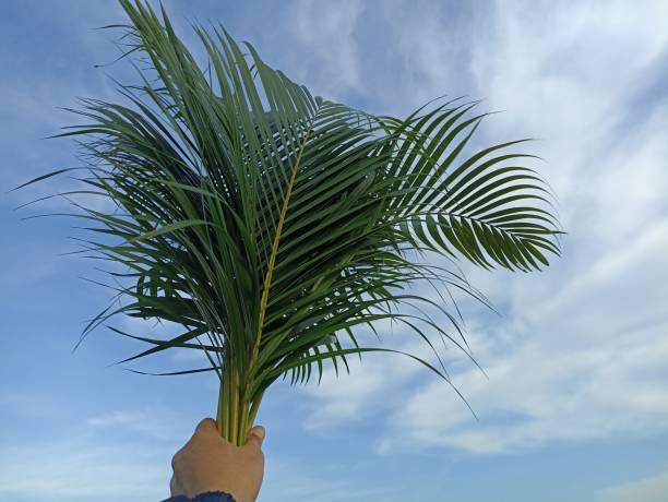 istock Palm leaves in hand on blue sky background. 1407665331