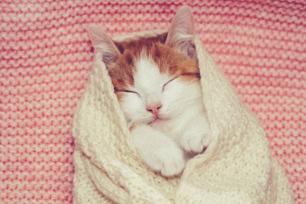 istock little kitten wrapped in a white scarf 1407665981
