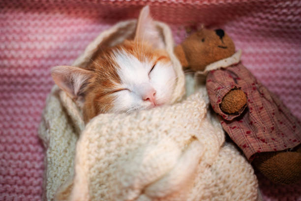 istock little kitten gently sleeping wrapped in a white scarf hugged a teddy bear 1407665982