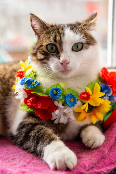 istock Ukrainian cat in a wreath on the windowsill 1407666983
