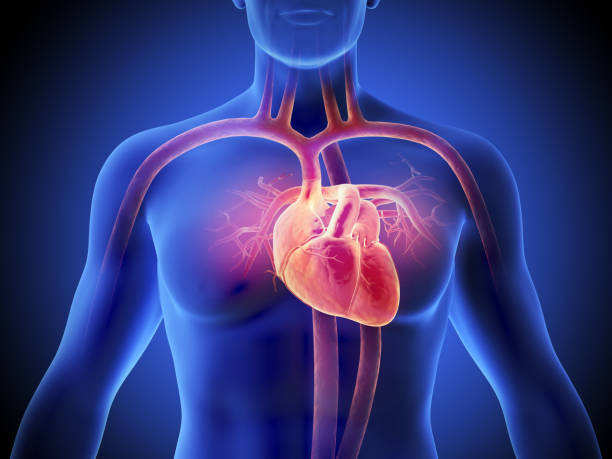 istock medical scientific concept background, Human body with heart function 3d illustration. 1407667101
