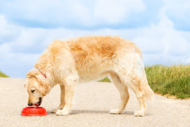 istock Golden Retriever drinking water from a bowl 1407667320