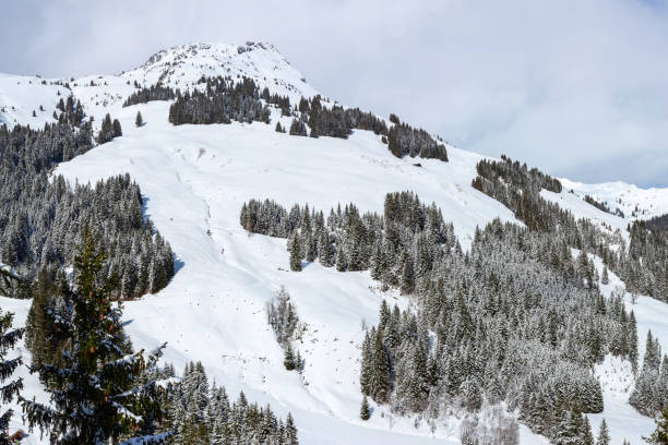 Wide panorama of winter snow landscape in Austrian Alps mountains and pine trees, Austria