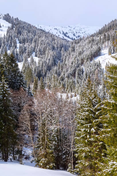 istock Snowy winter landscape in austria forest 1407668523