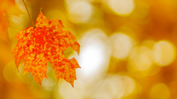 istock Red orange maple leaves on blurred background. Autumn background with colorful maple leaves. Copy space 1407668683