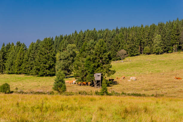 istock Summer discovery tour through the Thuringian Forest near Steinbach-Hallenberg 1407669691